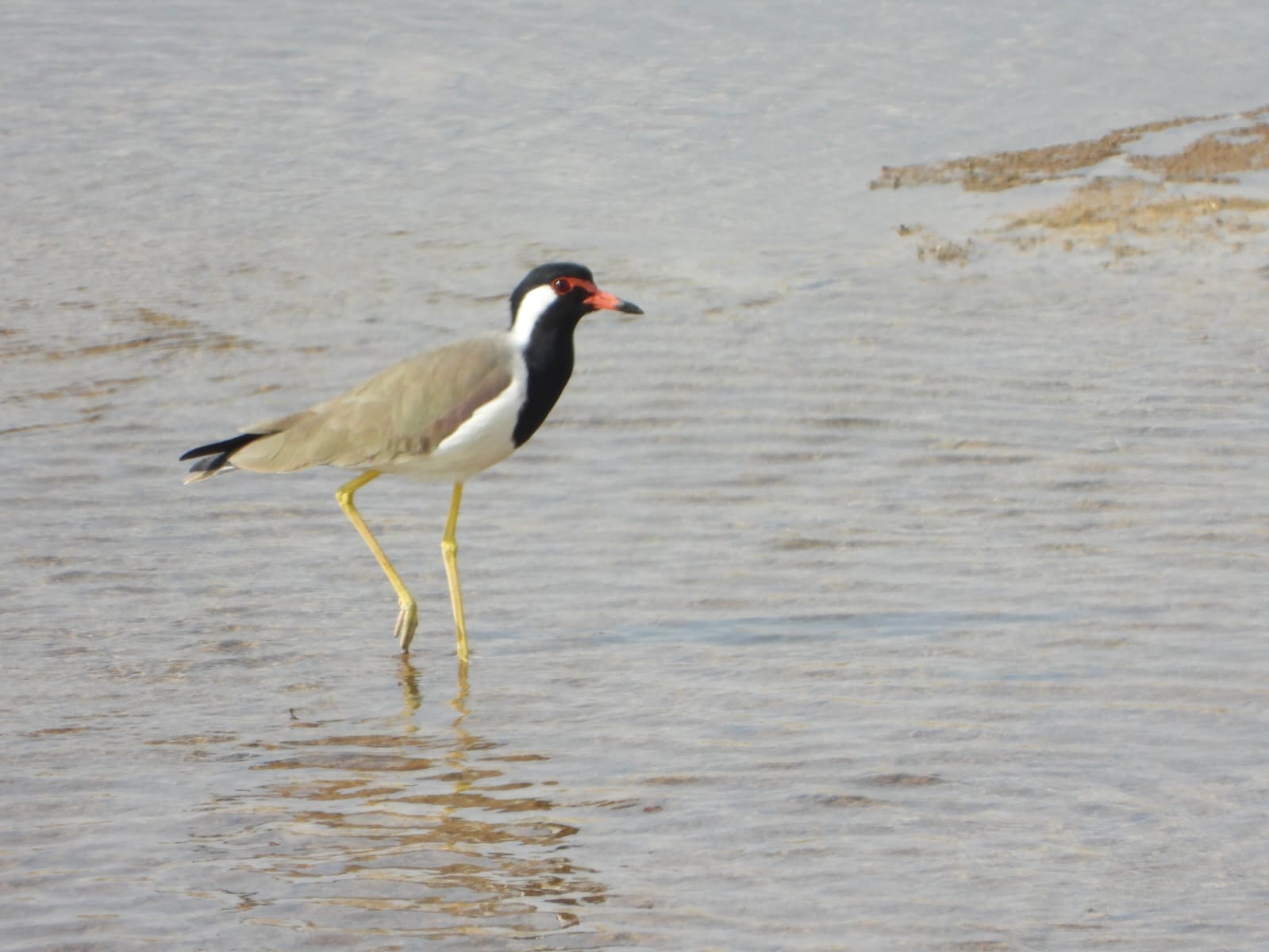 Avifaunal Surveys